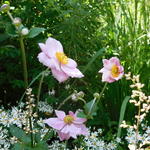 Anemone hupehensis - Anémone d'automne