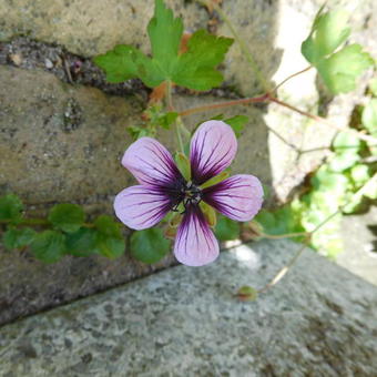 Geranium 'Salomé'