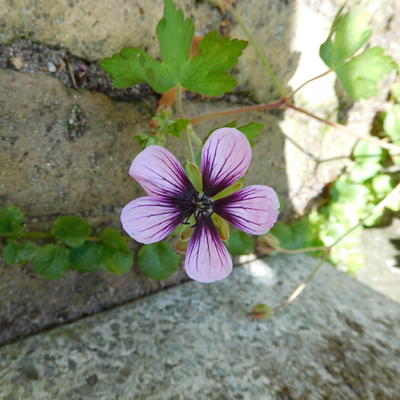 Geranium 'Salomé' - Geranium 'Salomé'