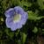 Nicandra physalodes