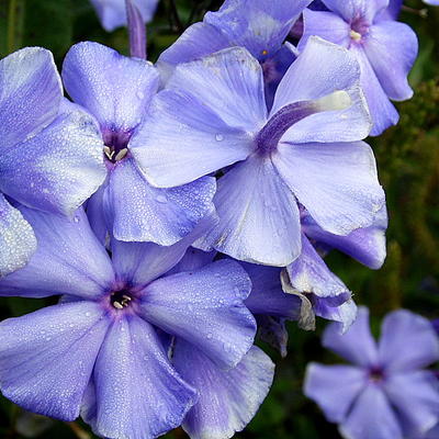 Phlox paniculata 'Blue Paradise' - Phlox paniculata 'Blue Paradise'