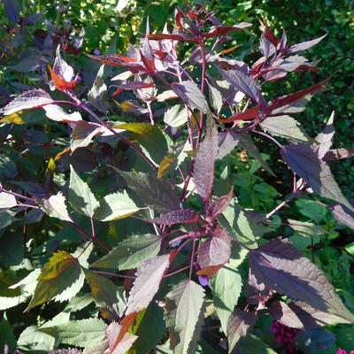 Eupatorium rugosum 'Chocolate' - Eupatorium rugosum 'Chocolate'