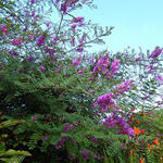 Indigofera splendens - 