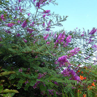 Indigofera splendens