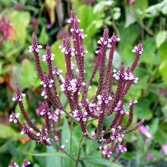 Verbena hastata 'Rosea'