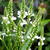 Verbena hastata 'Alba'