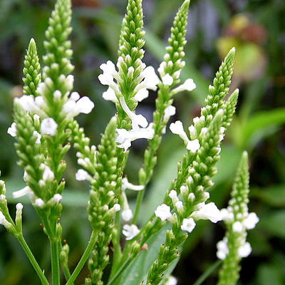 Verbena hastata 'Alba' - Verbena hastata 'Alba'