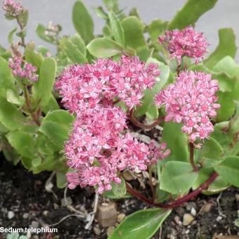 Sedum telephium