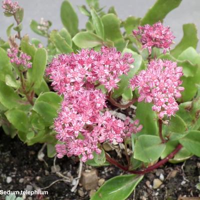 Sedum telephium - 