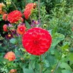 Dahlia 'Nescio' - 