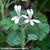 Pelargonium x fragrans