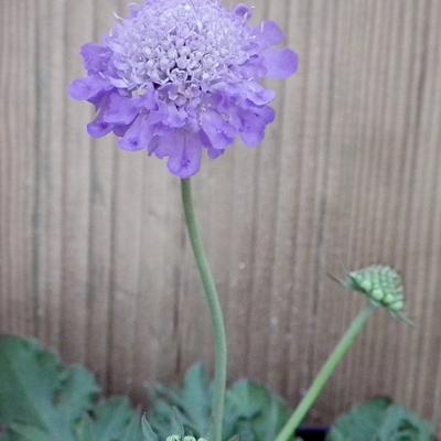 Scabiosa japonica var. alpina - 