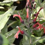 Lobelia tupa - 