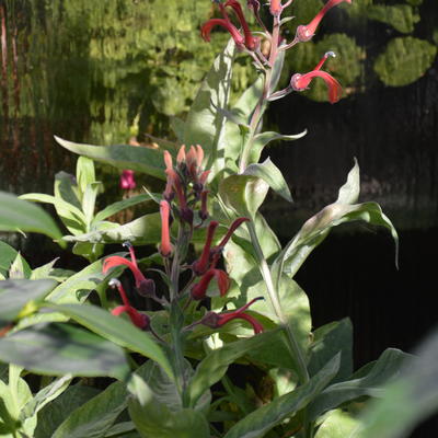 Lobelia tupa - 