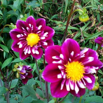 Dahlia 'Joyful Investment'