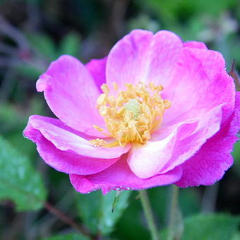 Rosa 'Lavender Dream'