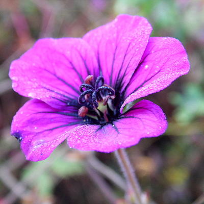 Geranium 'Ann Folkard' - Geranium 'Ann Folkard'