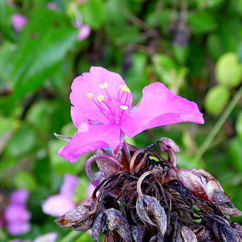 Tradescantia andersoniana 'Red Grape'