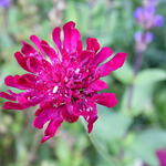 Knautia - 