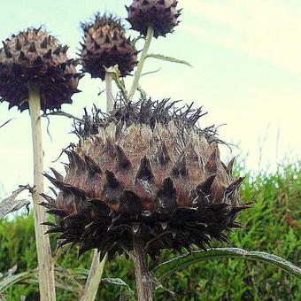 Cynara cardunculus