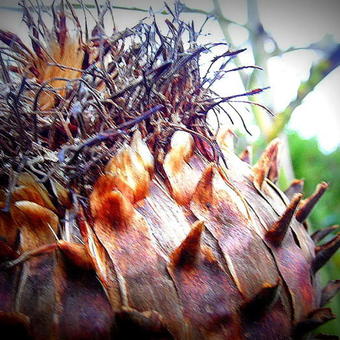 Cynara cardunculus