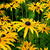 Rudbeckia fulgida var. sullivantii 'Goldsturm'