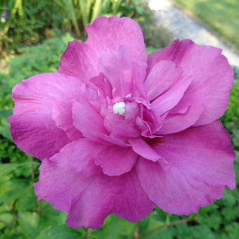 Hibiscus syriacus 'Purple Ruffles'