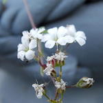 Gypsophila repens ‘Alba' - 