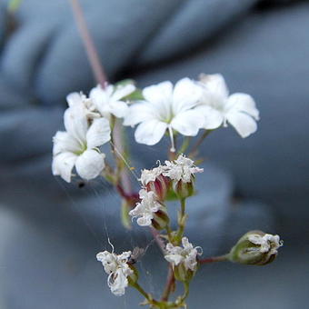 Gypsophila repens ‘Alba'