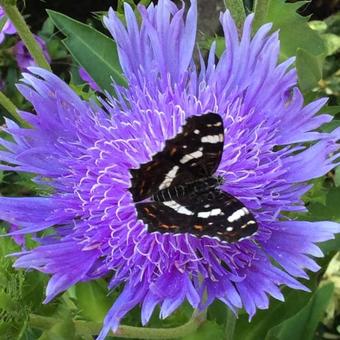 Stokesia Laevis 'Mels Blue'