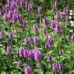 Stachys macrantha 'Superba' - BÉTOINE, EPIAIRE 'SUPERBA' - Stachys macrantha 'Superba'