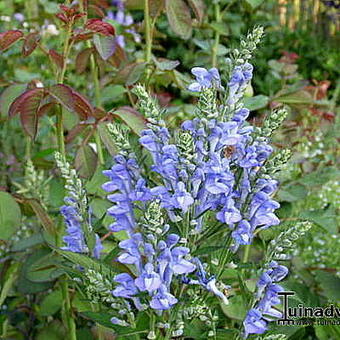 Scutellaria incana