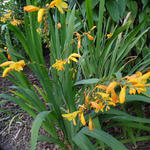 Crocosmia x crocosmiiflora 'George Davidson' - 