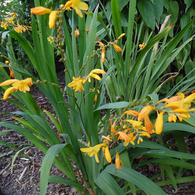 Crocosmia x crocosmiiflora 'George Davidson' - 