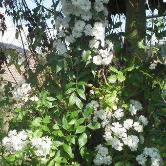 Rosa 'Guirlande d'Amour'