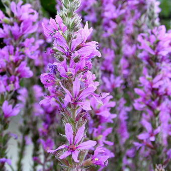 Lythrum salicaria