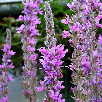 Lythrum salicaria