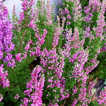 Calluna vulgaris 'Dark Beauty'