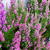 Calluna vulgaris 'Dark Beauty'