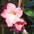 Mandevilla