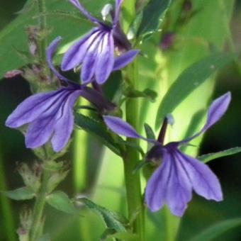 Lobelia sessilifolia