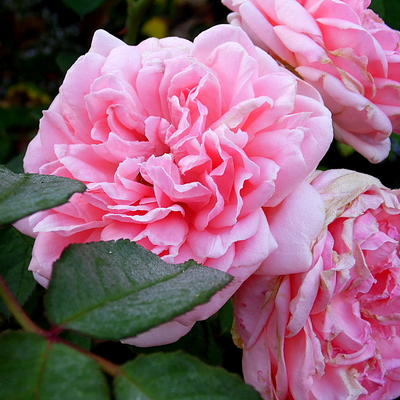 Rosa 'Bjorn Boy' - 