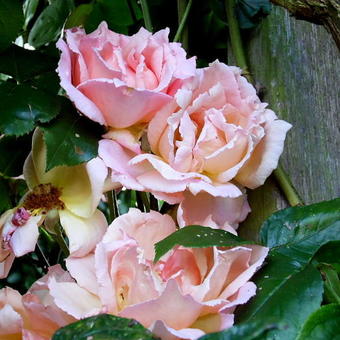 Rosa 'Compassion'