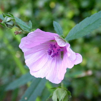 Althaea cannabina