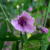 Althaea cannabina