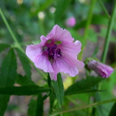 Althaea cannabina - Althaea cannabina