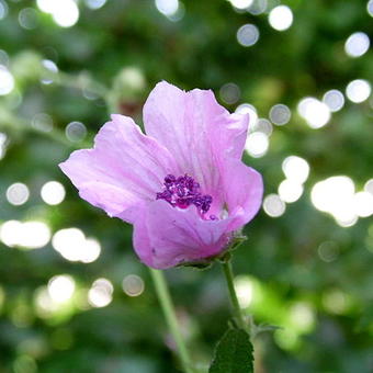 Althaea cannabina