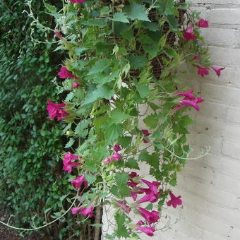 Lophospermum 'Red Dragon'