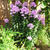 Phlox paniculata  'Lichtspel'