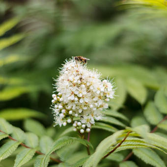 Sorbaria sorbifolia 'Sem'